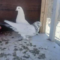 پرنده و کفتر تهرانی|پرنده|نهاوند, |دیوار