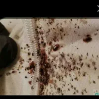 سمپاشی سوسک وساس دریک مرحله صددرصد تضمینی|خدمات نظافت|مشهد, شهید آوینی|دیوار