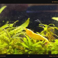 شریمپ درشت سایز شارژ گردد