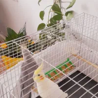 عروس هلندی نر وماده تخم گذار