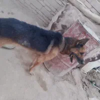 سگ نر ژرمن