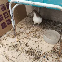 یال زرد نر|پرنده|شیراز, امام حسین|دیوار