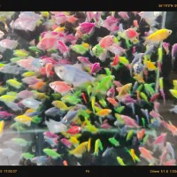 فروش ویژه آذر ماه آغازشد کالر + گلوفیش+ماهی رنگی