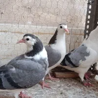 یکجفت نرو ماده با جوجه|پرنده|اصفهان, جاوان|دیوار