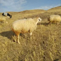 قوچ ناب فومن|حیوانات مزرعه|ارشق, |دیوار