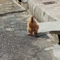 مرغ برهما|حیوانات مزرعه|دهدشت, |دیوار