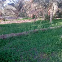 تخم علف محلی اصیل