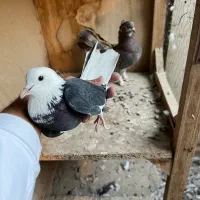 کفترکبوتر|پرنده|اندیشه, اندیشه فاز ۱|دیوار