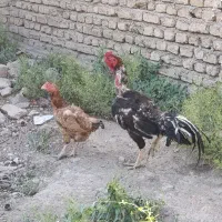 مرغ و خروس