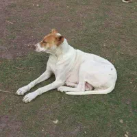 فروش یک قلاده سگ ماده به همراه توله نر