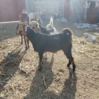 یک عدد کهره نر