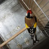 سهره رسمی قرص بیخون رام