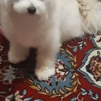 پاپی تربیت شده پوماپوو