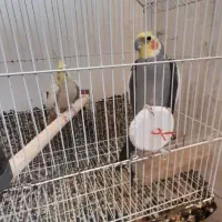 معاوضه یه جفت عروس هلندی مولد کار داده با قناری|پرنده|منجیل, |دیوار