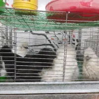 تخم نطفه دار نژاد ابریشمی ،جاپنیز ،محلی