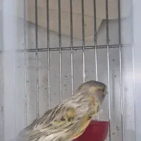 قناری ماده اوپال آماده آماده|پرنده|تهران, سردارجنگل|دیوار