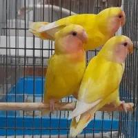 کتوله