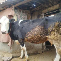 گاو شیری|حیوانات مزرعه|بجنورد, |دیوار