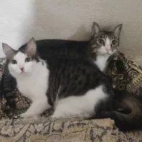 واگذاری گربه