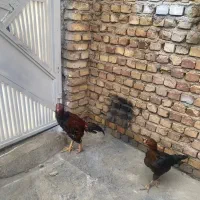 خروس لاری|حیوانات مزرعه|تاکستان, |دیوار