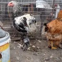 برهان ای سالن واکسن خورده اس