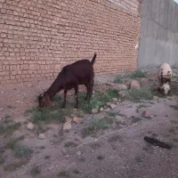 بزابستن پاکستانی هیکلی ازنسل دوقلو