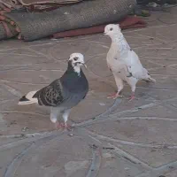 کبوتر