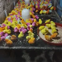 جوجه رنگی