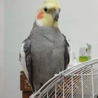 سه عدد طوطی عروس هلندی