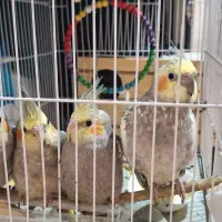 عروس هلندی زیبا|پرنده|دوگنبدان, |دیوار