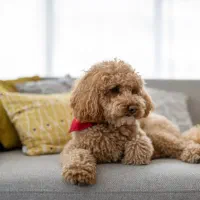 پودل اصیل جهت جفتگیری