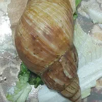 حلزون|خزنده|الشتر, |دیوار