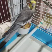 عروس هلندی نر بالغ آماده جفتگیری|پرنده|رشت, جماران|دیوار