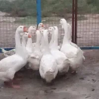 سلام دوستان عزیز قوغاز آوردم برای بروش