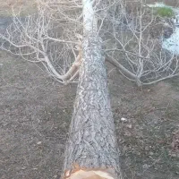 خرید چوب تر و خشک|خدمات باغبانی و درختکاری|مشگین شهر, |دیوار