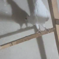 کبوترپرشی|پرنده|زیویه, |دیوار