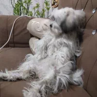 نگهداری مشترک