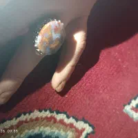 انگشتر شجر|جواهرات|رشت, بیجارپس|دیوار