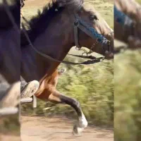 اسب یورقه|اسب و تجهیزات اسب‌سواری|سنندج, |دیوار