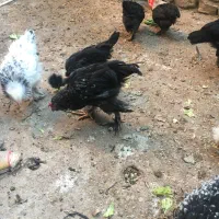 20 عدد جوجه چهار ماهه مرندی برهما