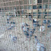 کفتر بوم پرشی رنگه و دورگ|پرنده|مشهد, نوید|دیوار
