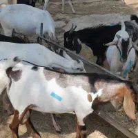 فروش کهره نر درجه یک