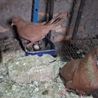 سلام زاغ دم سفید دو جفت زرد دم سفید رو تخم به شرت