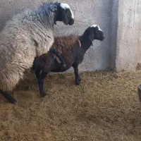 سه عدد شیشک درجه یک|حیوانات مزرعه|سرچهان, |دیوار