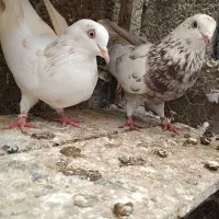 چند عدد کبوتر آس