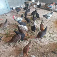 مرغ عربی|حیوانات مزرعه|اهواز, کارون|دیوار