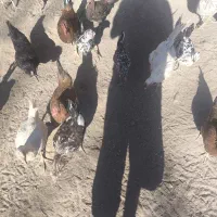 مرغ و خروس و جوجه