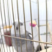 پرنده|پرنده|زرندیه, |دیوار