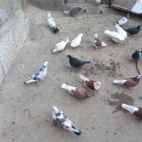 کبوترفروشی|پرنده|بسطام, |دیوار