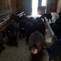 فروش بره شیرمست